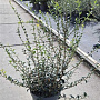 Osmanthus burkwoodii 60-80 cm 10L