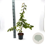 Parrotia persica 60-80 cm 3,0L