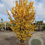 Parrotia persica 250-300 cm draadkluit meerstammig solitair