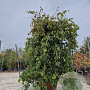 Parrotia persica 'Pendula' 200-250 cm container solitair