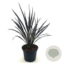 Phormium 'Back in Black' 30-40 cm 2,0L