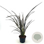 Phormium 'Dark Delight' 40-50 cm 2,0L