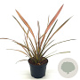 Phormium 'Flamingo' 30-40 cm 2,0L