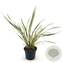 Phormium 'Golden Ray' 30-40 cm 2,0L