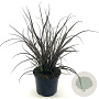 Phormium 'Jack Spratt' 25-30 cm 2,0L