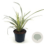Phormium 'Jester' 30-40 cm 2,0L