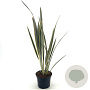 Phormium tenax Brown Sugar 30-40 cm 2,0L