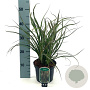 Phormium 'Tom Thumb' 25-30 cm 2,0L