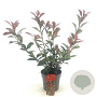 Photinia fraseri Carré Rouge 30-40 cm 2,0L