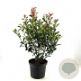 Photinia fraseri Carré Rouge 80-90 cm 10L