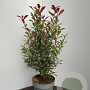 Photinia fraseri Carré Rouge 80-100 cm 15L