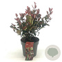 Photinia fraseri 'Little Red Robin' 30-40 cm 2,0L