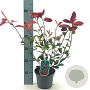 Photinia fraseri 'Red Robin' 40-50 cm 2,0L