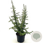 Pyracantha 'Teton' 40-45 cm 3,0L