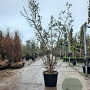 Quercus suber 175-200 cm 30L meerstammig