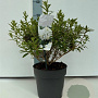 Rhododendron 'Arctic Tern' 25-30 cm 4,0L