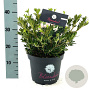 Rhododendron Bloombux 30-40 cm 5,0L