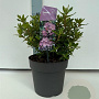 Rhododendron 'Blue Tit' 25-30 cm 4,0L