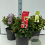 Rhododendron Gemengd 25-30 cm 4,0L