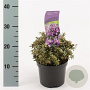 Rhododendron impeditum 15-20 cm 2,0L