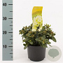 Rhododendron 'Shamrock' 20-25 cm 2,0L