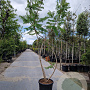 Rhus typhina 'Dissecta' 250-300 cm 35L