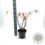 Rhus typhina Tiger Eyes 30-40 cm 5,0L