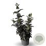 Sambucus nigra Black Tower 80-100 cm 12L