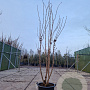 Sambucus nigra Black Tower 250-300 cm container Multistam