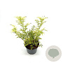 Sambucus nigra Golden Tower 30-40 cm 3,0L