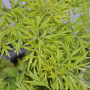 Sambucus nigra Golden Tower 30-40 cm 3,0L