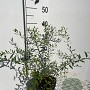 Spiraea arguta GM C1.3