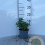 Spiraea jap. 'Genpei' plantgoed C1.3