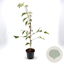 Stewartia pseudocamellia 40-50 cm 3,0L