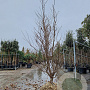 Styrax jap. 'Issai' 200-250 cm draadkluit solitair