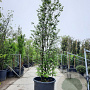 Sycoparrotia semidecidua 300-350 cm container meerstammig