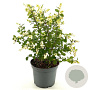Symphoricarpos Magical Galaxy 40-50 cm 3,0L
