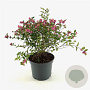 Symphoricarpos Magical Sweet 40-50 cm 3,0L
