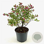 Symphoricarpos Magical Temptation 40-45 cm 3,0L