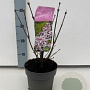 Syringa patula 'Miss Kim' 25-30 cm 2,0L