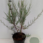 Tamarix 'Hulsdonk White' 40-50 cm 3,0L