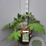 Tetrapanax papyrifer 'Rex' 40-60 cm 10L