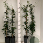 Trachelospermum jasminoides 80-100 cm 2,0L