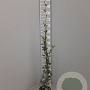 Trachelospermum jasminoides 125-150 cm 3,0L