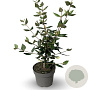 Viburnum burkwoodii 40-60 cm 4,0L