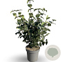 Viburnum carlcephalum 60-80 cm 12L