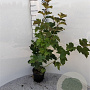 Viburnum opulus 40-60 cm 2,0L