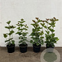 Viburnum opulus 40-60 cm 2,0L