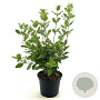 Viburnum tinus GM C3