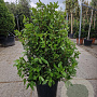 Viburnum tin. Spirit 100-125 cm 35L